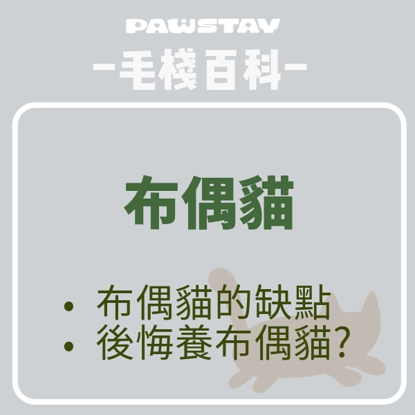 布偶貓不只是可愛！布偶貓飼主都後悔了？布偶貓的缺點有哪些？