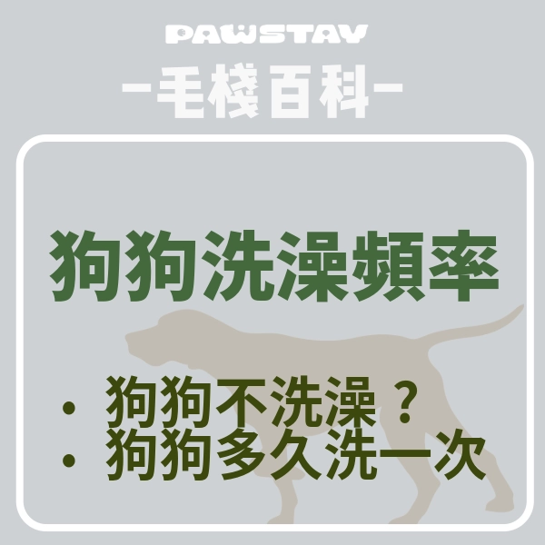 狗洗澡頻率｜狗狗不洗澡會怎樣？柴犬多久洗一次澡？