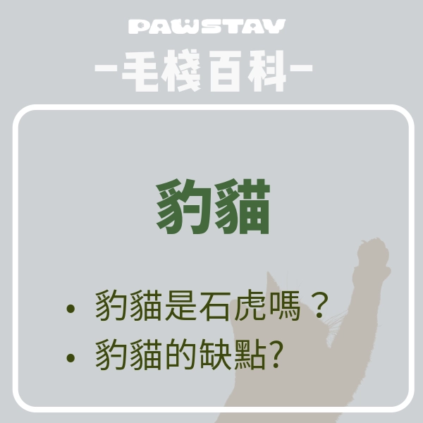 豹貓＝石虎？豹貓好養嗎？飼養豹貓前一定要知道的事！