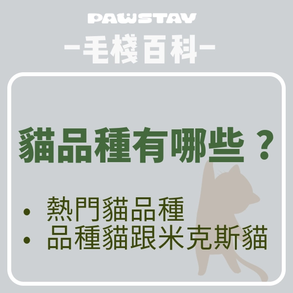 貓品種有哪些？品種貓與米克斯貓有差異性嗎？品種貓是不是不好養？