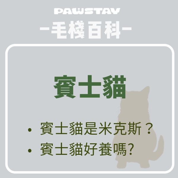 賓士貓好養嗎？賓士貓個性、品種與價格全解析