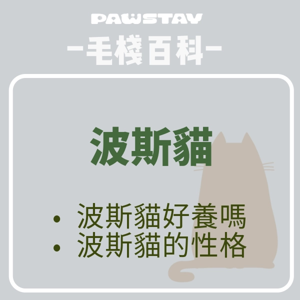 認識貓界的貴族「波斯貓」，波斯貓其實不好養？波斯貓的性格分析！