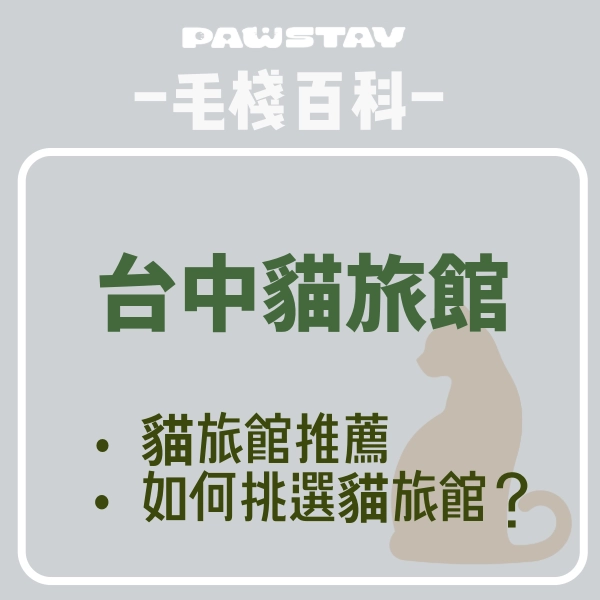 台中貓旅館推薦｜貓咪也有單人套房？貓旅館怎麼選？貓奴必看