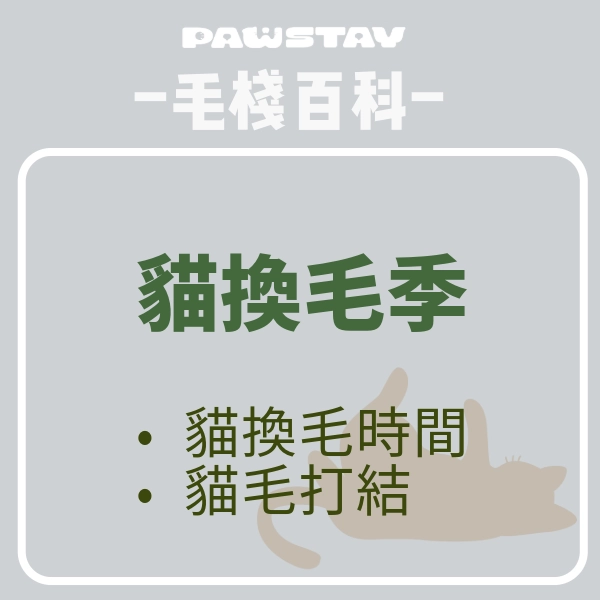 滿天貓毛的「貓換毛季」，四大方法讓毛髮打結不困擾！