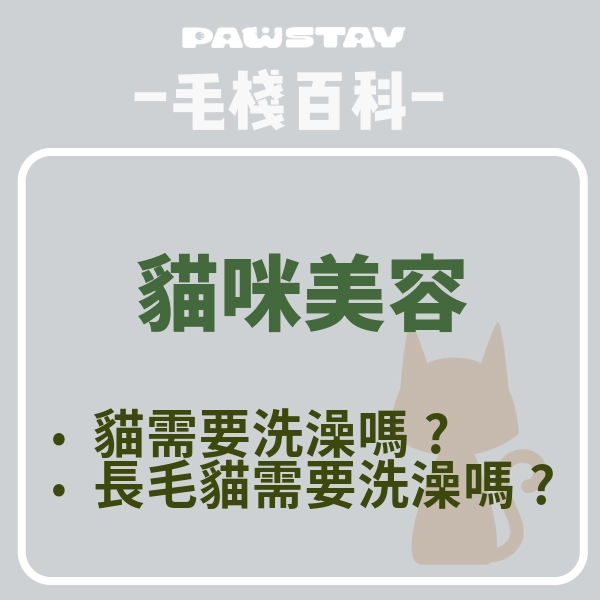 哪些情況貓需要洗澡|判斷貓咪需不需要洗澡|貓咪美容重點須知