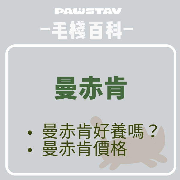 曼赤肯好養嗎？曼赤肯通病要深思！曼赤肯價格、曼赤肯貓舍一次看！