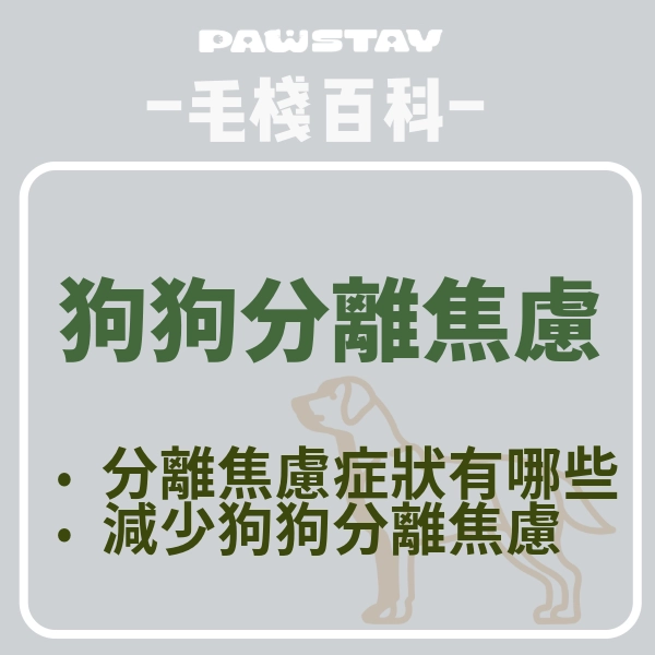 消除狗狗分離焦慮症|擔心狗狗也擔心家具|讓毛孩與飼主都勇敢起來!