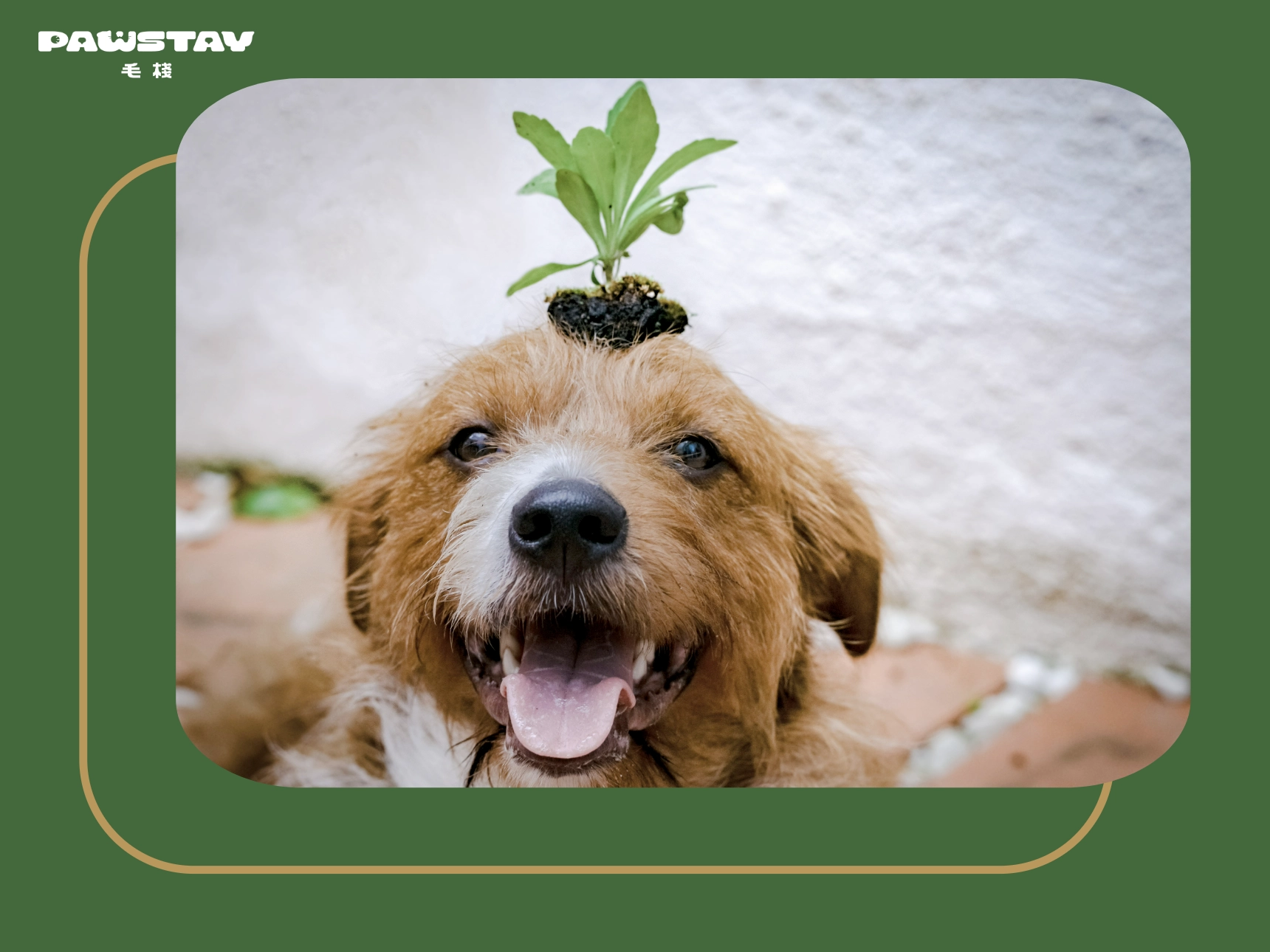 毛孩的珍貴時光