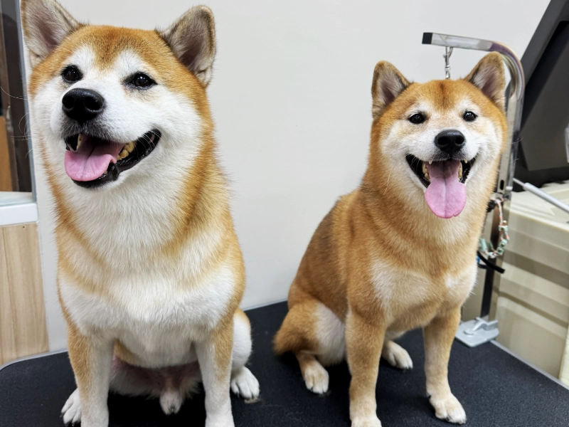 柴犬多久洗一次澡？